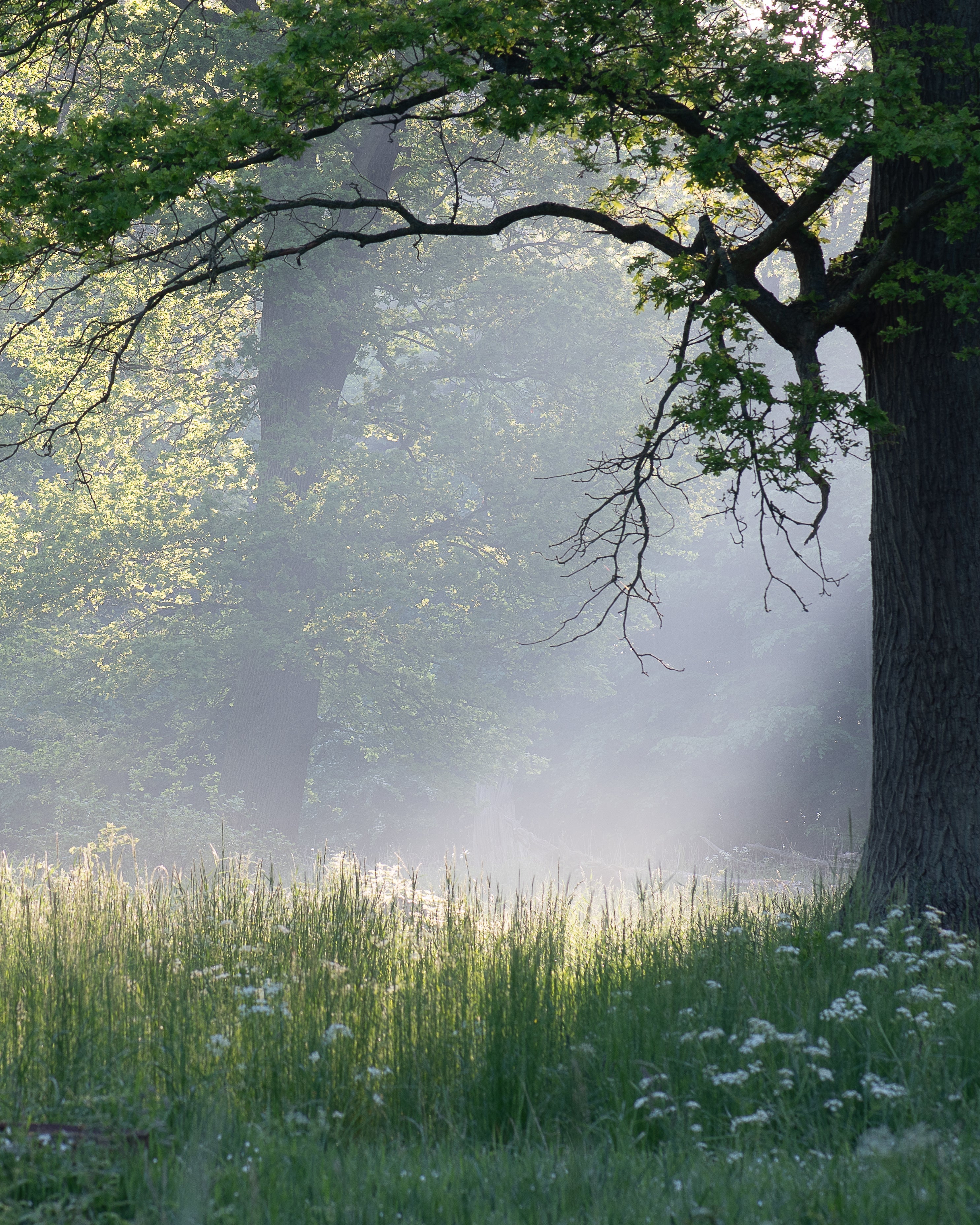 24 maj samt 6 september Örtvandring på Österlen