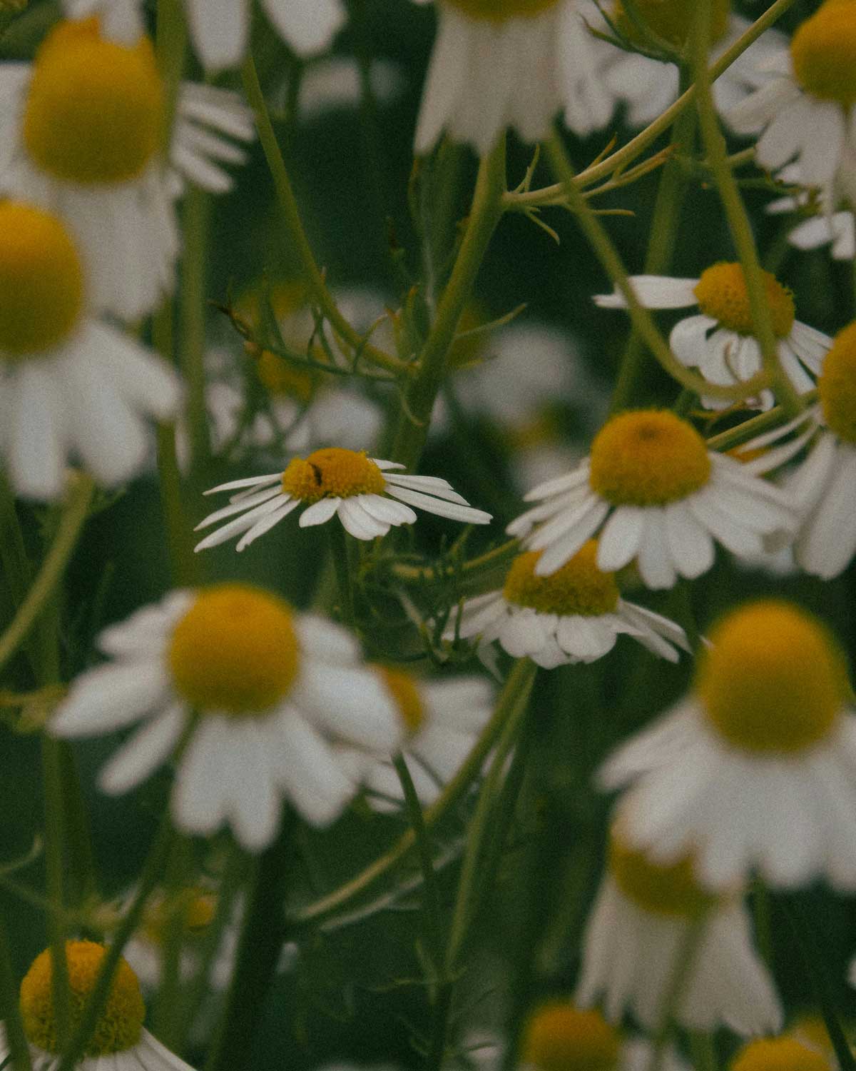 Kurs - Energiavläsning och djurkommunikation fortsättning