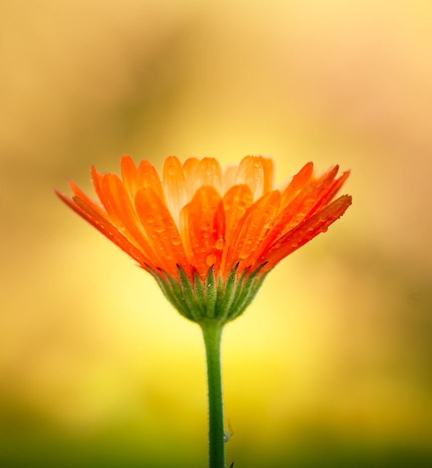 Aditikinesiologi - Balansering av kroppens energisystem